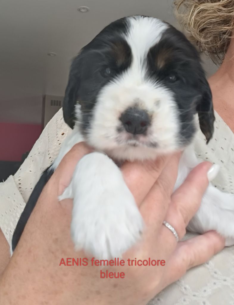 Elevage De Ker Dazont - Chiots disponibles - Cocker Spaniel Anglais
