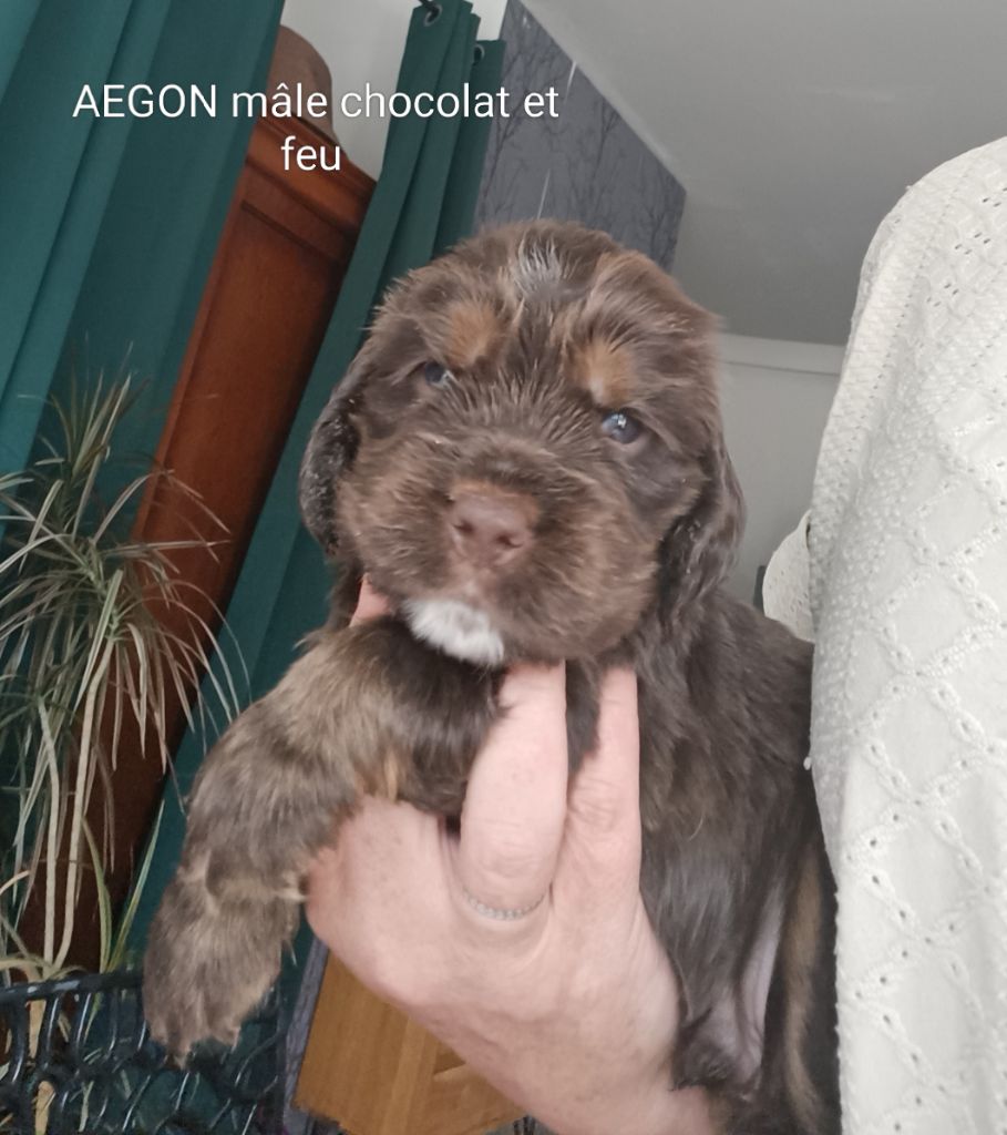 Elevage De Ker Dazont - Chiots disponibles - Cocker Spaniel Anglais