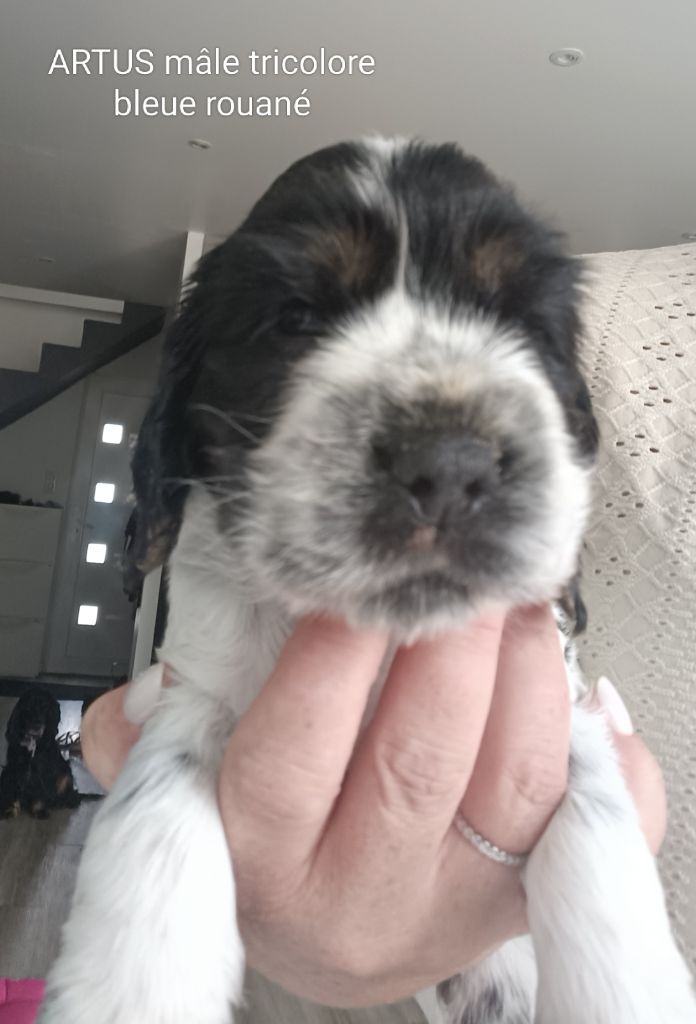 Elevage De Ker Dazont - Chiots disponibles - Cocker Spaniel Anglais