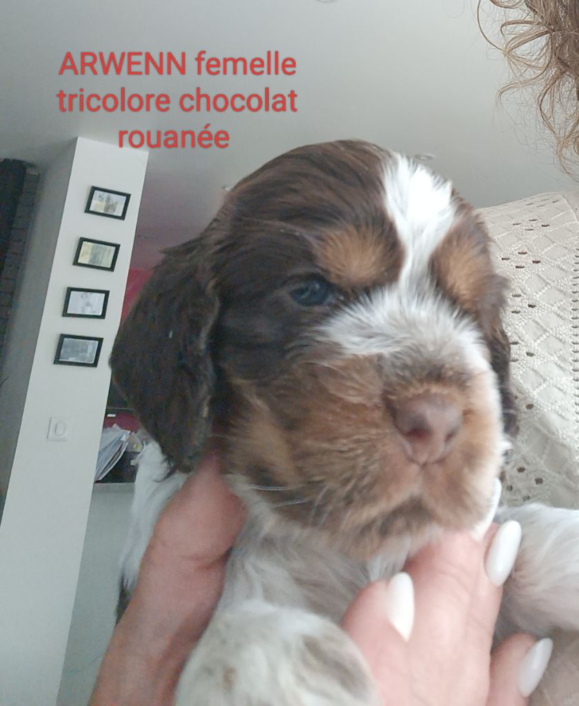 Elevage De Ker Dazont - Chiots disponibles - Cocker Spaniel Anglais