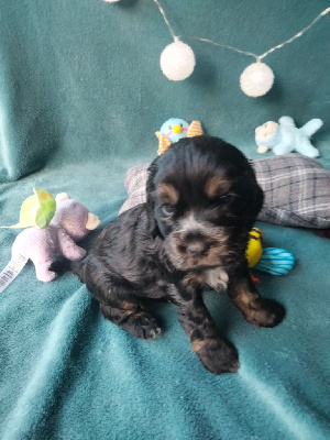 CHIOT 5