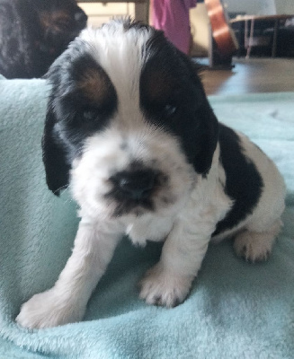 CHIOT 1